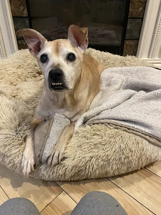 Middletown Veterinary Hospital Picture 7