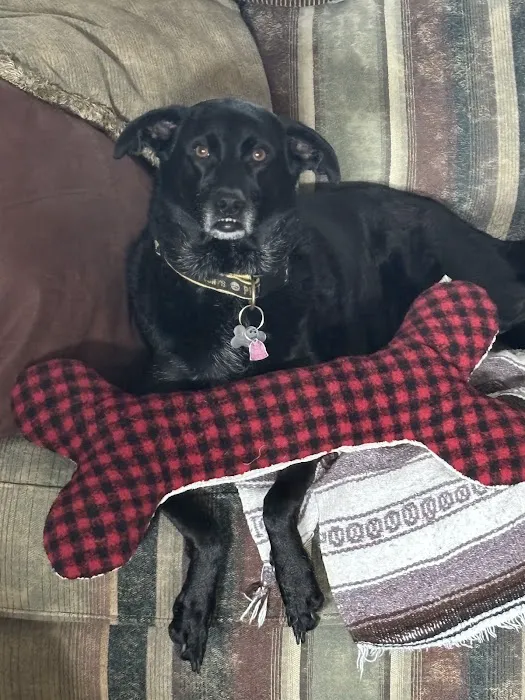 Woof Gang Bakery & Grooming Orlando Picture 10