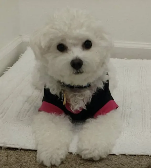 Woof Gang Bakery & Grooming Orlando Picture 9