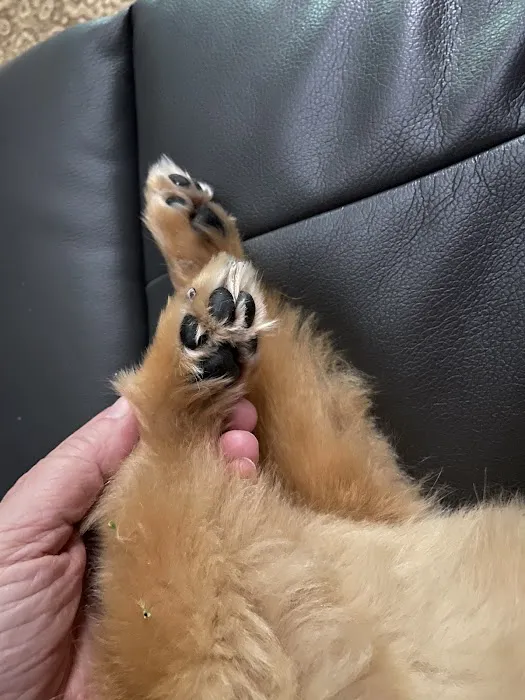 Woof Gang Bakery & Grooming Orlando Picture 8