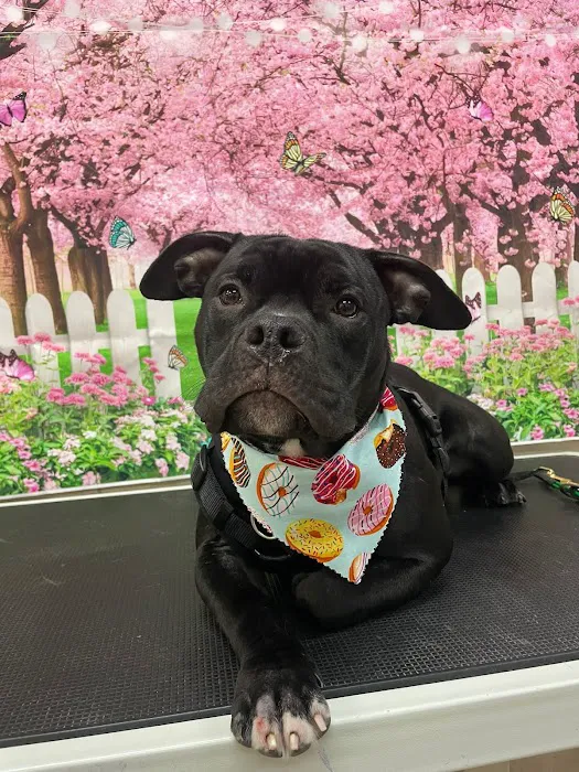 Woof Gang Bakery & Grooming Orlando Picture 3