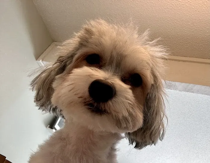 Woof Gang Bakery & Grooming Orlando Picture 4