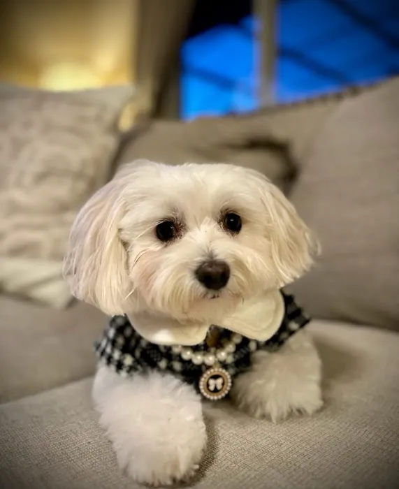 Woof Gang Bakery & Grooming Orlando Picture 5