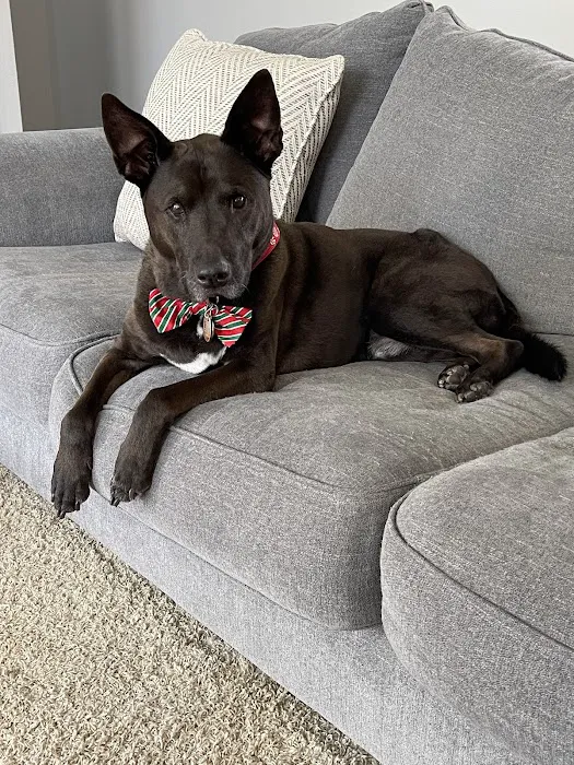 Woof Gang Bakery & Grooming Orlando Picture 6