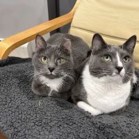 Quality Pet Care, LLC ico