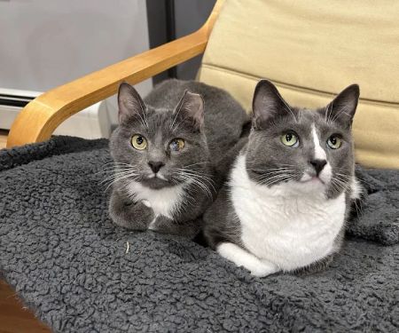 Quality Pet Care, LLC