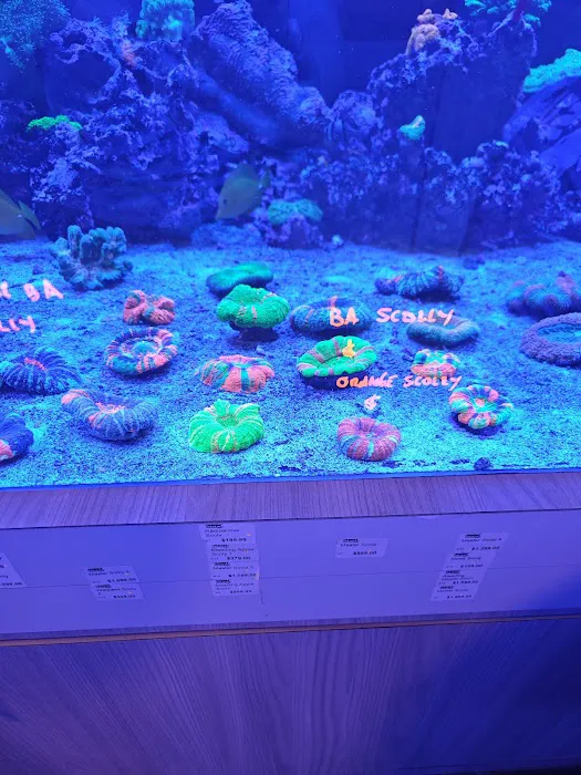 World Wide Corals Picture 5