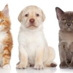Fredon Animal Hospital