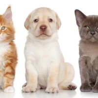 Fredon Animal Hospital ico