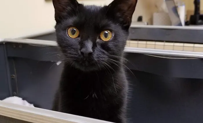 Fredon Animal Hospital Picture 9