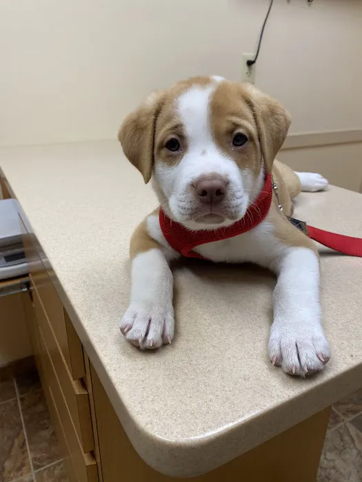 Fredon Animal Hospital Picture 10