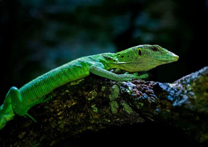 Imperial Reptiles & Exotics Picture 6