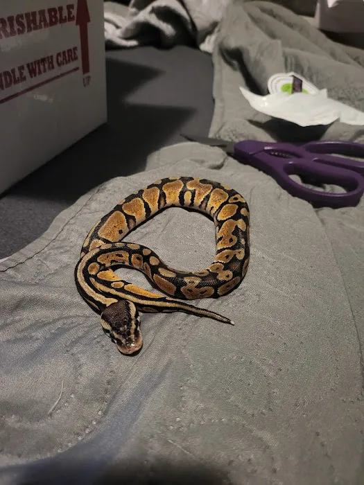 Imperial Reptiles & Exotics Picture 4