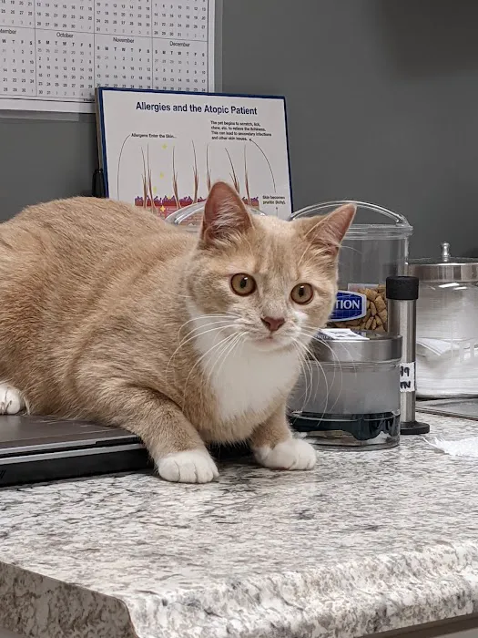 The Animal Hospital of Roxbury Picture 4