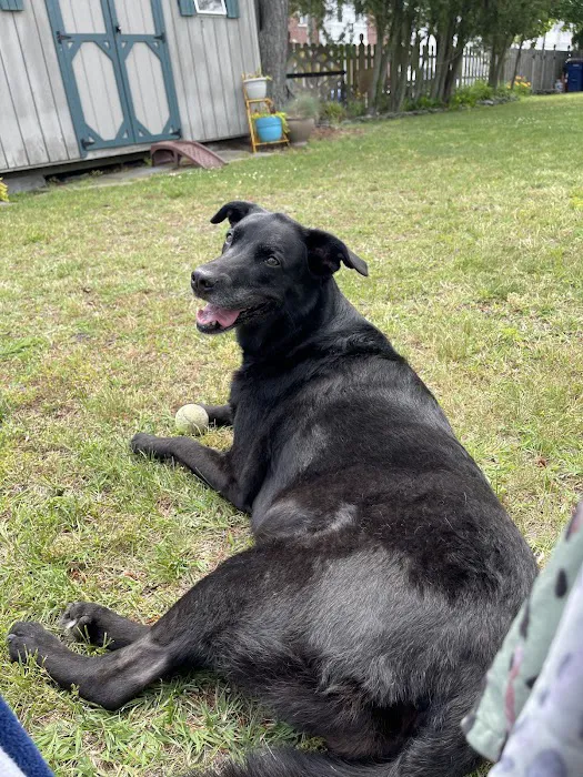 The Animal Hospital of Roxbury Picture 2