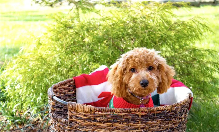 The Animal Hospital of Roxbury Picture 1