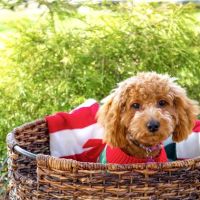 The Animal Hospital of Roxbury ico