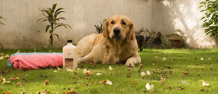 Healthy Foods For Pets Picture 5
