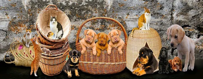 Healthy Foods For Pets Picture 8