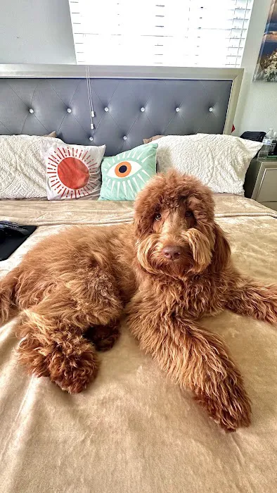 mondo pet usa Picture 1