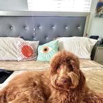 mondo pet usa