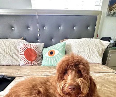 mondo pet usa