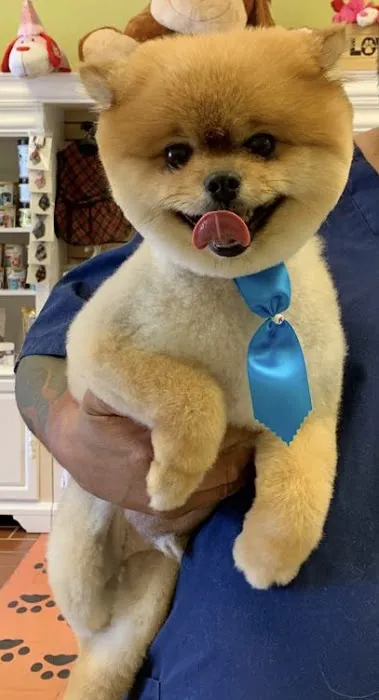 mondo pet usa Picture 6