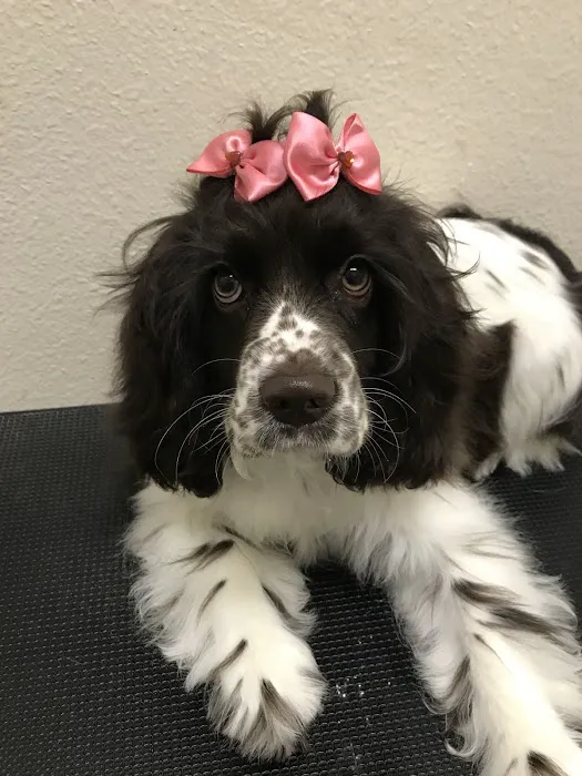 mondo pet usa Picture 8