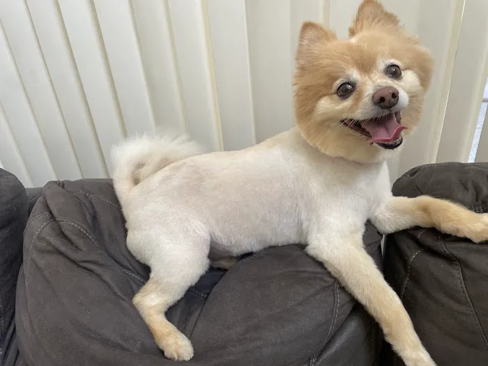 mondo pet usa Picture 2