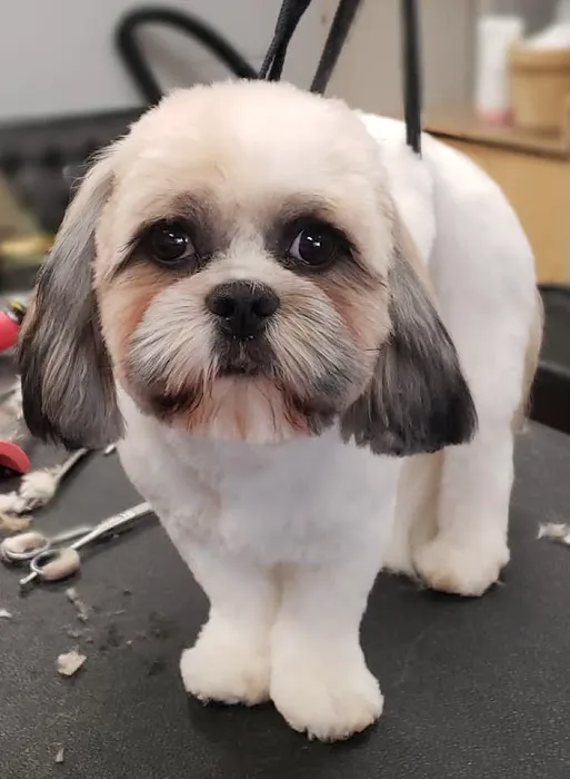 mondo pet usa Picture 7