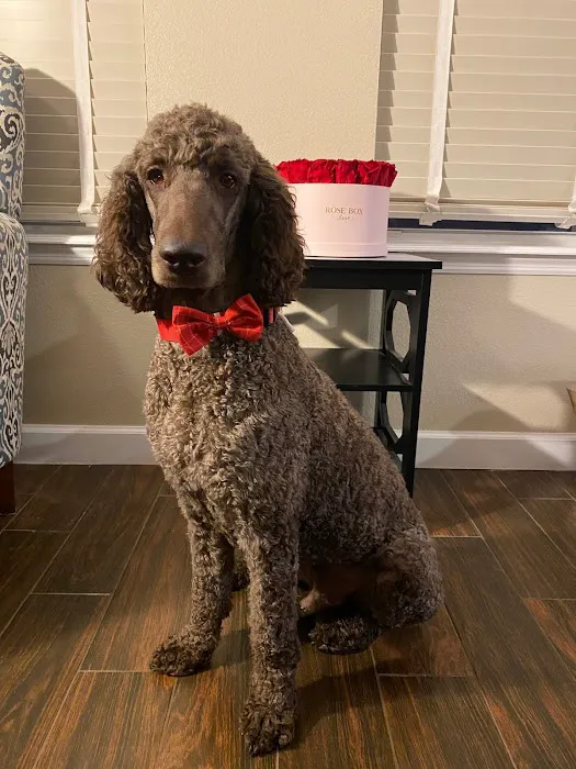 mondo pet usa Picture 10