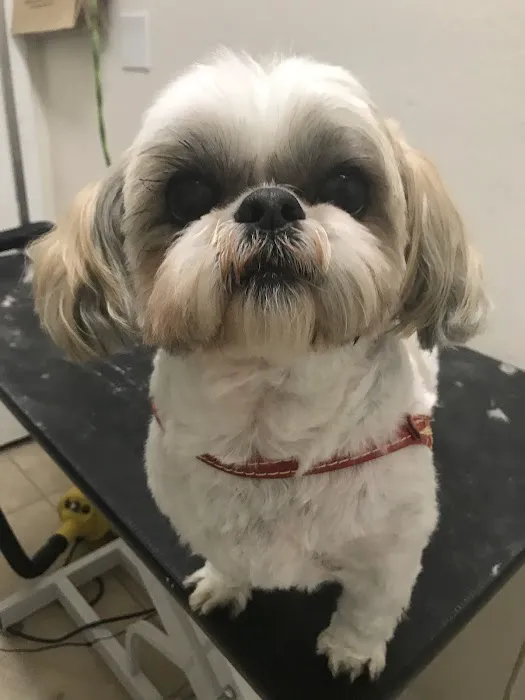 mondo pet usa Picture 3