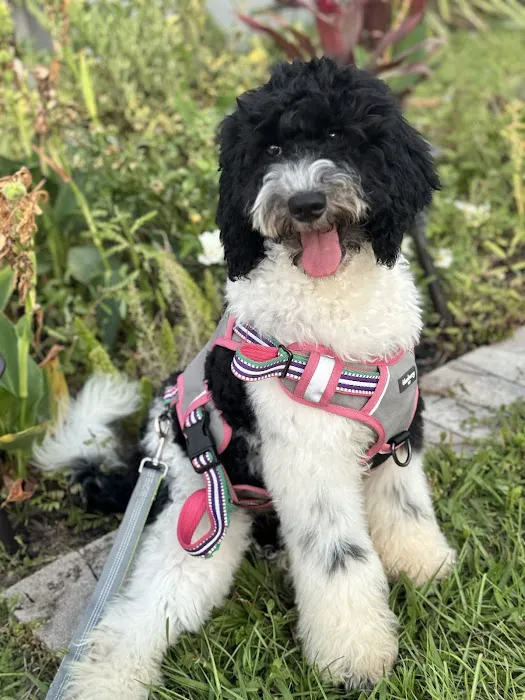 The Fluffin Spa Picture 1