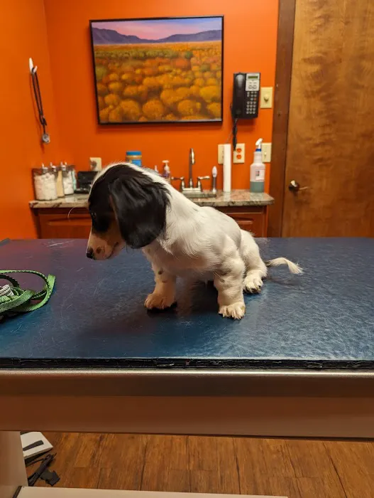Mt Olive Veterinary Hospital Picture 7