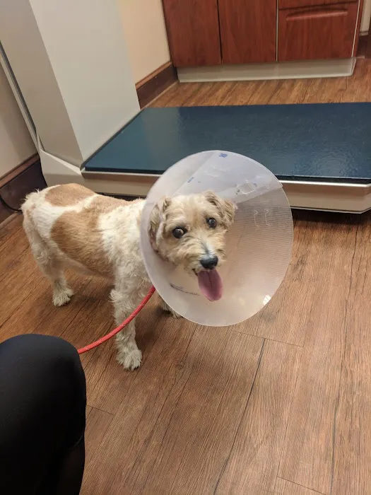 Mt Olive Veterinary Hospital Picture 1