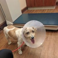 Mt Olive Veterinary Hospital ico