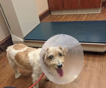 Mt Olive Veterinary Hospital