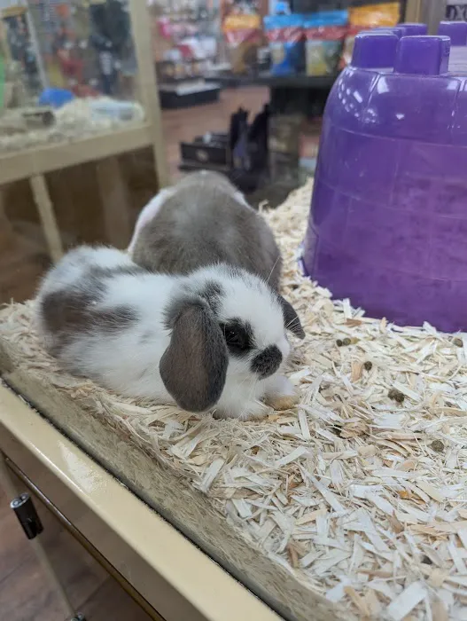Pet Supermarket Picture 4