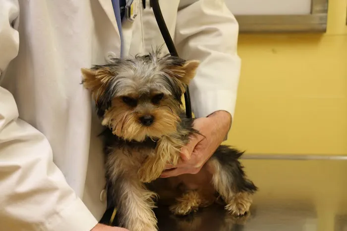 Tranquility Veterinary Clinic Picture 4