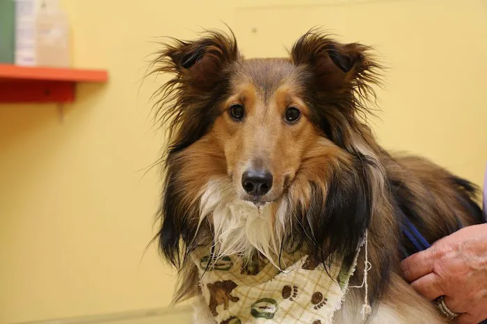 Tranquility Veterinary Clinic Picture 8