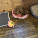 Tranquility Veterinary Clinic