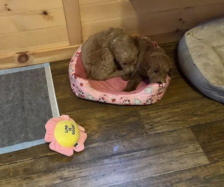 Tranquility Veterinary Clinic
