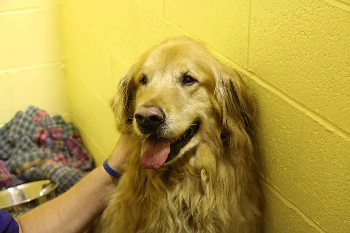 Tranquility Veterinary Clinic Picture 9