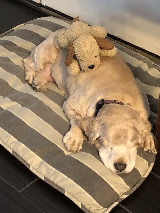 Woof Gang Bakery & Grooming Waterford Lakes Picture 1