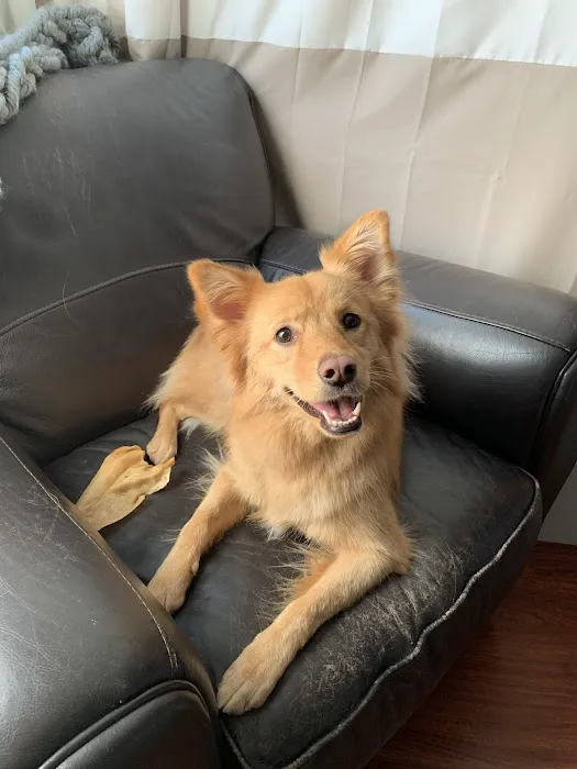 Woof Gang Bakery & Grooming Waterford Lakes Picture 10