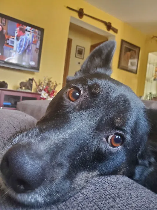 Milford Animal Hospital Picture 6