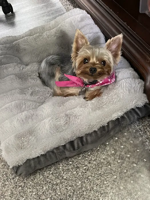 All 4 Pets Avalon Park Picture 9