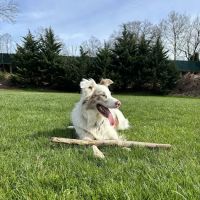 Roeder's Ark Veterinary Hospital ico