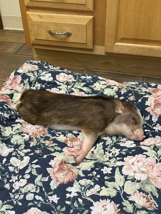 Roeder's Ark Veterinary Hospital Picture 4