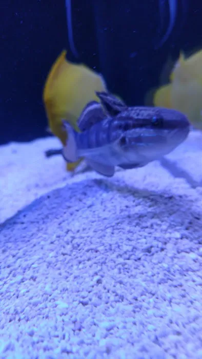 Top Shelf Aquatics Picture 1